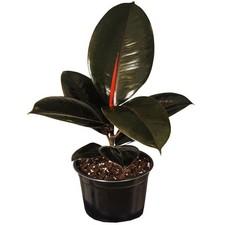 Tall tall ficus for sale  Miami
