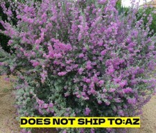 Purple sage plant for sale  Miami
