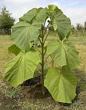 Extra clean paulownia gebraucht kaufen  Recklinghausen