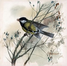 Bird tree watercolour for sale  SALISBURY
