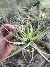 Tillandsia aeranthos usato  Monterosso Almo