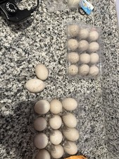 Cayuga swedish hatching for sale  Talmo