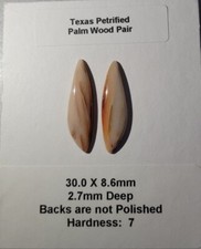 Texas petrified palm for sale  Farmington