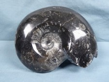 Polished black ammonite for sale Polished black ammonite for sale  ALFRETON