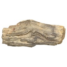 Texas petrified wood for sale  Austin