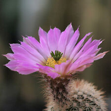 Echinocereus websterianus seed for sale Echinocereus websterianus seed for sale  DARLINGTON
