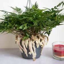 Humata tyermannii white for sale  UK
