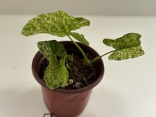 Syngonium podophyllum mojito for sale  Providence