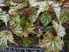 Begonia gryphon d'occasion  Villemandeur