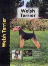 Welsh terrier hugh for sale Welsh terrier hugh for sale  UK
