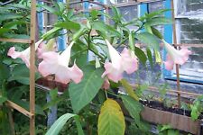 Angel trumpet live for sale  Colmesneil