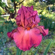 lady friend for sale lady friend for sale Ojai