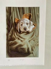 Rare sold dog for sale  HELENSBURGH