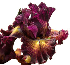 Schwertlilie bart iris gebraucht kaufen Schwertlilie bart iris gebraucht kaufen  Eppertshausen