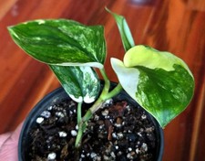 Rare marble variegated for sale  Glenmoore