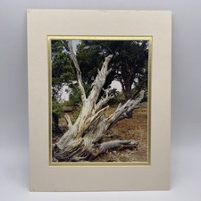 Matted tree landscape for sale  Victoria