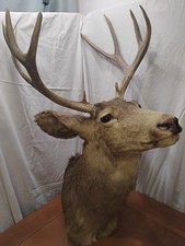 Mule deer shoulder for sale  Sagle