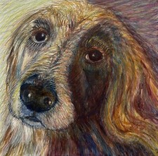 Golden retreiver dog for sale  Evanston