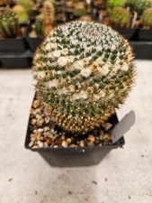Mammillaria chinocephala shown for sale  Sanger
