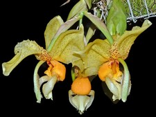 stanhopea d'occasion stanhopea d'occasion  Bischoffsheim