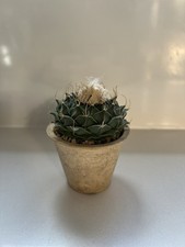 Obregonia denegrii for sale Obregonia denegrii for sale  LONDON