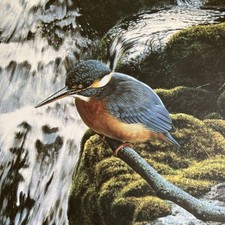 River jewel kingfisher for sale  GODALMING