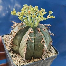 Euphorbia meloformis valida usato  Tramonti