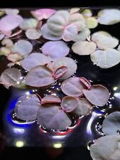 Red root floaters for sale  PLYMOUTH