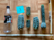 San pedro kaktus gebraucht kaufen  Heidenau, Dohna, Müglitztal