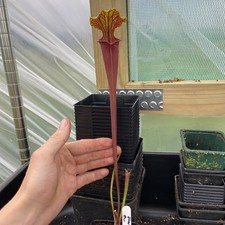 Sarracenia flava red for sale  MIRFIELD