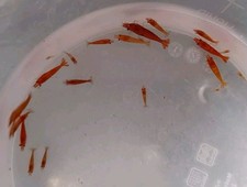 X10 cherry shrimp for sale  HARROW