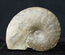 Ceratites dorsoplanus berer gebraucht kaufen  Siegburg