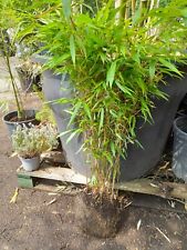 Bamboo fargesia rufa for sale  EGHAM