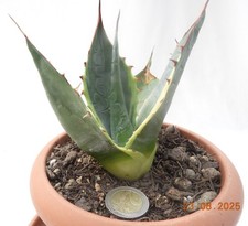 Agave vatisana sea gebraucht kaufen  Malsburg-Marzell