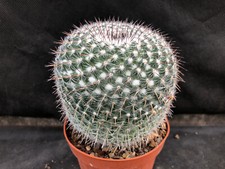 Mammillaria hahniana vivaio usato  Massafra