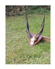 Wasserbock ellipsenbock afrika gebraucht kaufen  Schwanebeck
