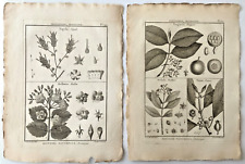 1791 antique botanical for sale  Houston