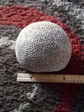 Brain coral caribbean for sale  Stanwood