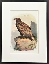Sea eagle thorburn for sale  NORWICH