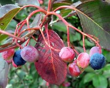 Organic black haw for sale  Saint Augustine