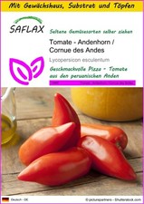 Saflax anzuchtset tomate gebraucht kaufen  Münster