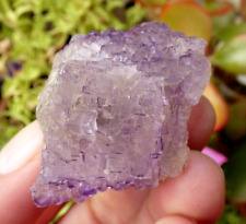 Fluorite mauve muzquiz d'occasion  Lagnieu