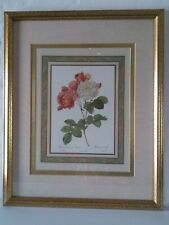 Rosa damascena celsiana for sale  New Orleans
