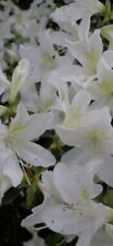 Azalea rose greely for sale  CRAIGAVON