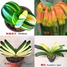 Baby variegated clivia for sale  Cypress