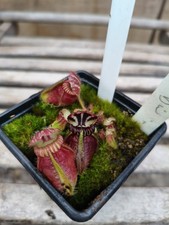 Cephalotus dudley watts for sale Cephalotus dudley watts for sale  BRAINTREE
