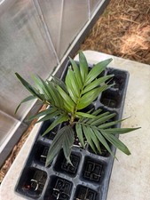 Calyptrocalyx caudiculatus pal for sale  Port Saint Lucie