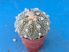 Astrophytum hybrid 5.6cm for sale Astrophytum hybrid 5.6cm for sale  HALESOWEN
