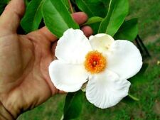 20 FRANKLIN TREE SEEDS - Franklinia alatamaha comprar usado  Enviando para Brazil