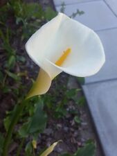 Long stem calla for sale  El Cajon